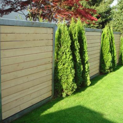 1.1 Sichtschutz Fichte